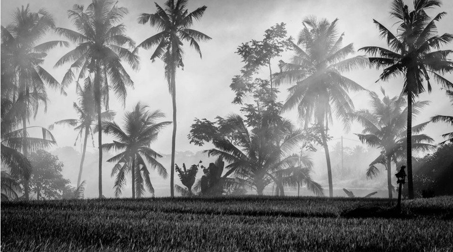 PageLines- iwf-john-hardly-bali-smokey-palm.jpg